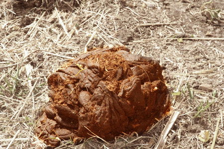 cow dung / poop