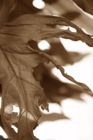 wilting leaf in black and white