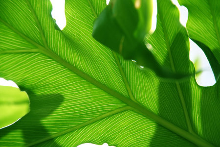grean leaf with detailed natural creation in the close up of foliage in the sun lightの写真素材