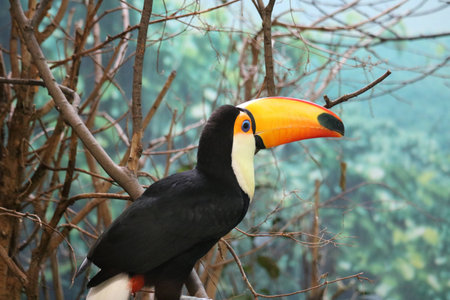 Toucan in the jungleの写真素材