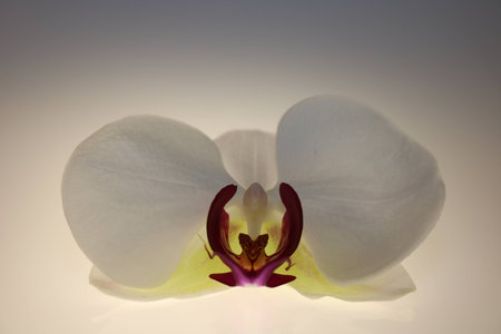 orchid blossom isolated on white backgroundの写真素材