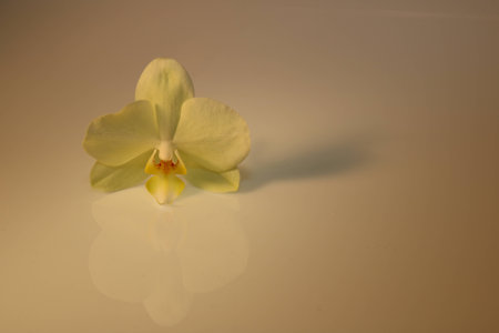 orchid blossom isolated on white backgroundの写真素材