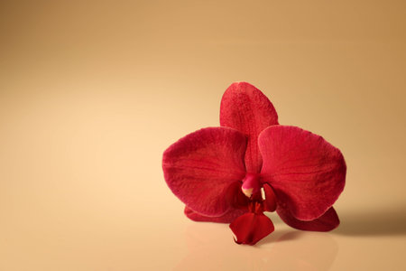 orchid blossom isolated on white backgroundの写真素材