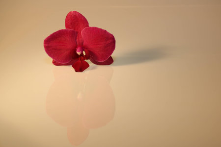 orchid blossom isolated on white backgroundの写真素材