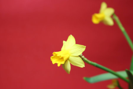Set of beautiful yellow daffodils on red backgroundの写真素材