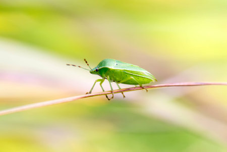 Stink bugの写真素材