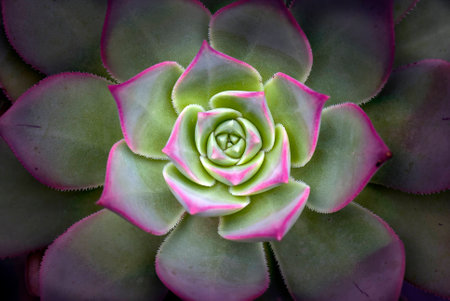 bejequeの写真素材