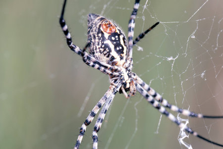 Spiderの写真素材