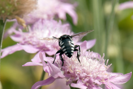 bumblebeeの写真素材