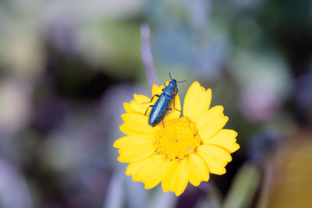 Beetleの写真素材