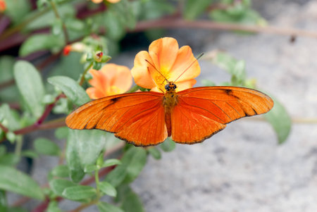 Butterfly (Dryas Julia)の写真素材