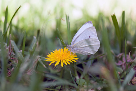 Butterflyの写真素材