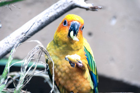 Parrotの写真素材
