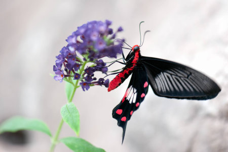 Butterfly (Scarlet mormon female)の写真素材