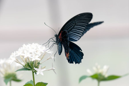 Butterfly (Scarlet mormon male)の写真素材