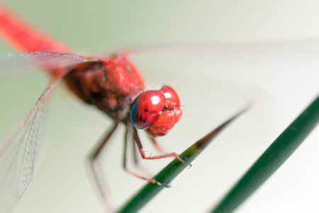 Red dragonflyの写真素材