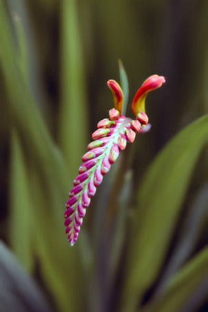 Flowerの写真素材