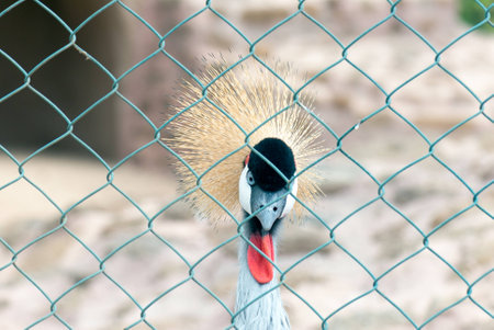 Crowned craneの写真素材