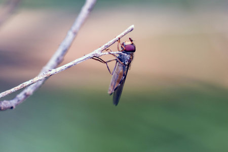 hoverflyの写真素材