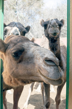 Curious camels (dromedaries)の写真素材