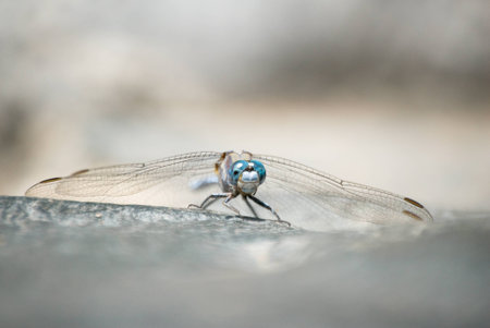 Blue dragonflyの写真素材