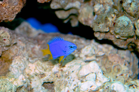 damselfishの写真素材