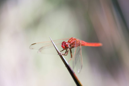 Red dragonflyの写真素材