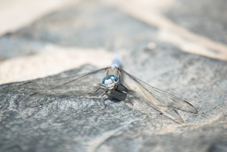 Blue dragonflyの写真素材