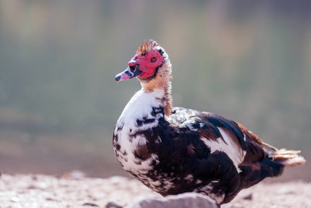 Duck familyの写真素材