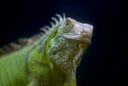 Iguanaの写真素材