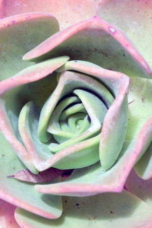 Tree houseleekの写真素材