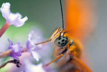 Butterfly (Dryas Julia)の写真素材