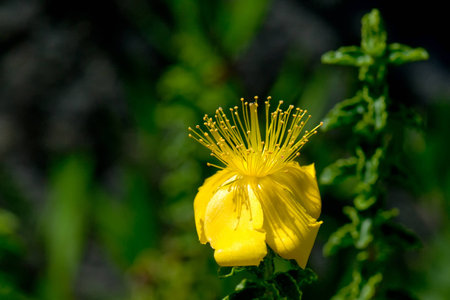 Flowerの写真素材