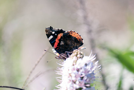 Butterflyの写真素材