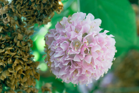 Flowerの写真素材