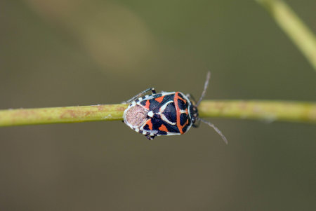 Stink bugの写真素材