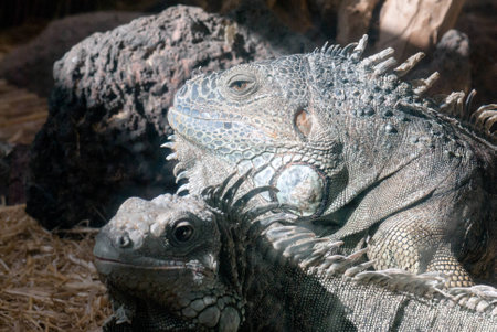 iguanasの写真素材