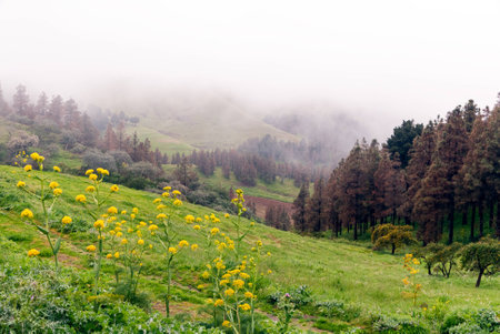 A panoramic view of the Pinos of Gáldarの写真素材