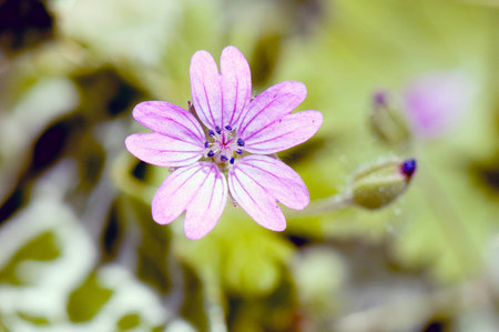A macro shot of a beautiful flowerの写真素材