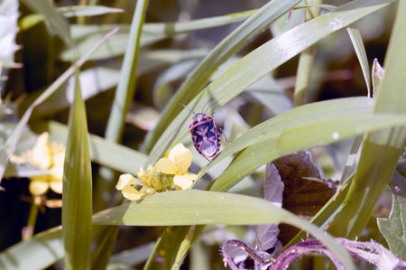 A macro shot of a stink bug on a leafの写真素材