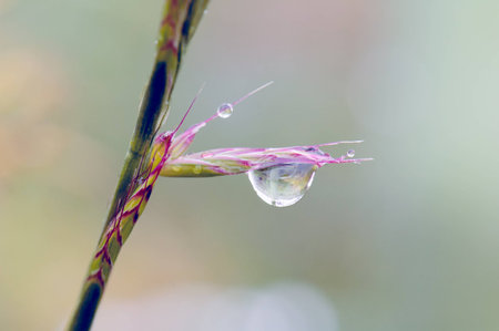 A macro shot of dew drops on a plantの写真素材