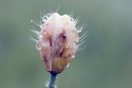 A macro shot of dew drops on a plantの写真素材