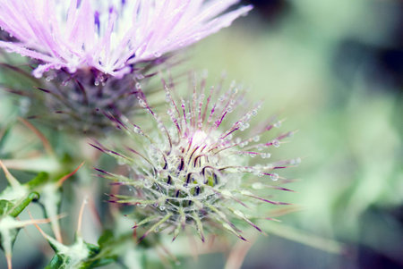A macro shot of dew drops on a plantの写真素材