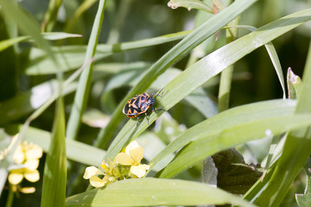 A macro shot of a stink bug on a leafの写真素材
