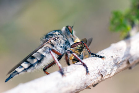 A macro shot of a robber fly eating a beeの写真素材