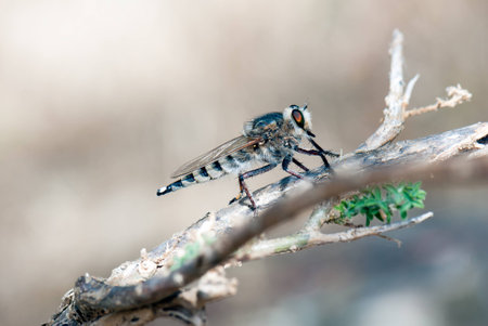 A macro shot of a robber fly on a branchの写真素材