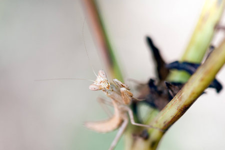 A macro shot of apraying mantis on a branch