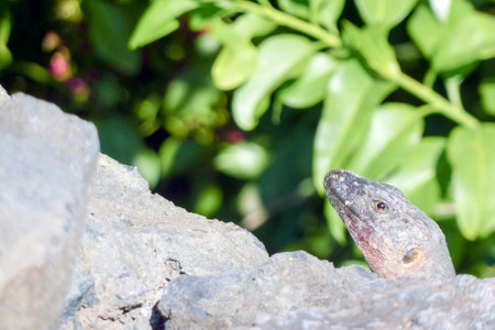 A shot of a lizard camouflaged on a rockの写真素材
