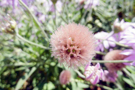 A macro shot of a beautiful flowerの写真素材