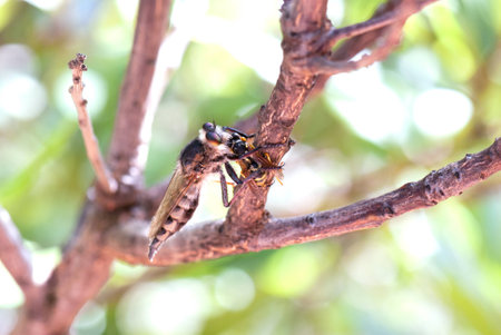 A macro shot of a robber fly eating a beeの写真素材